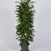 ficus amstel 140