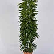 ficus amstel 180
