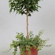 Ficus benjamina ‘Natasja’ 55