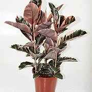 ficus elastica belize kauçuk 110