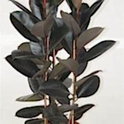 ficus elastica kauçuk 120
