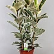ficus elastica tineke kauçuk 90