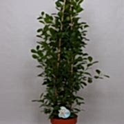 ficus microcarpa 150 cm