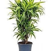 fragans lemon lime 110