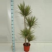 marginata bicolor 150