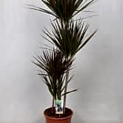 marginata magenta 140