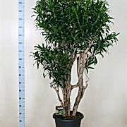 song of costa rica 170